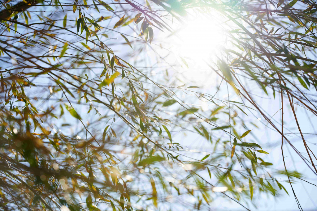 the-sun-shines-through-the-branches-2023-11-27-05-07-21-utc_11zon.jpg